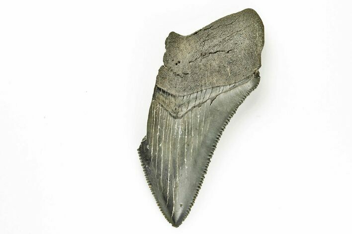 Partial Megalodon Tooth - Sharply Serrated #194085